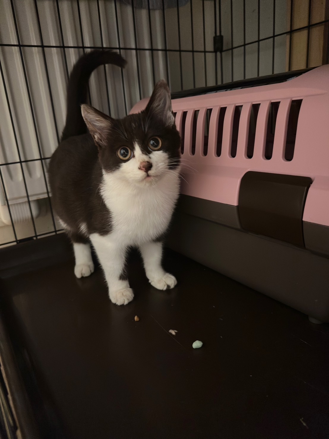 だるまレンコン